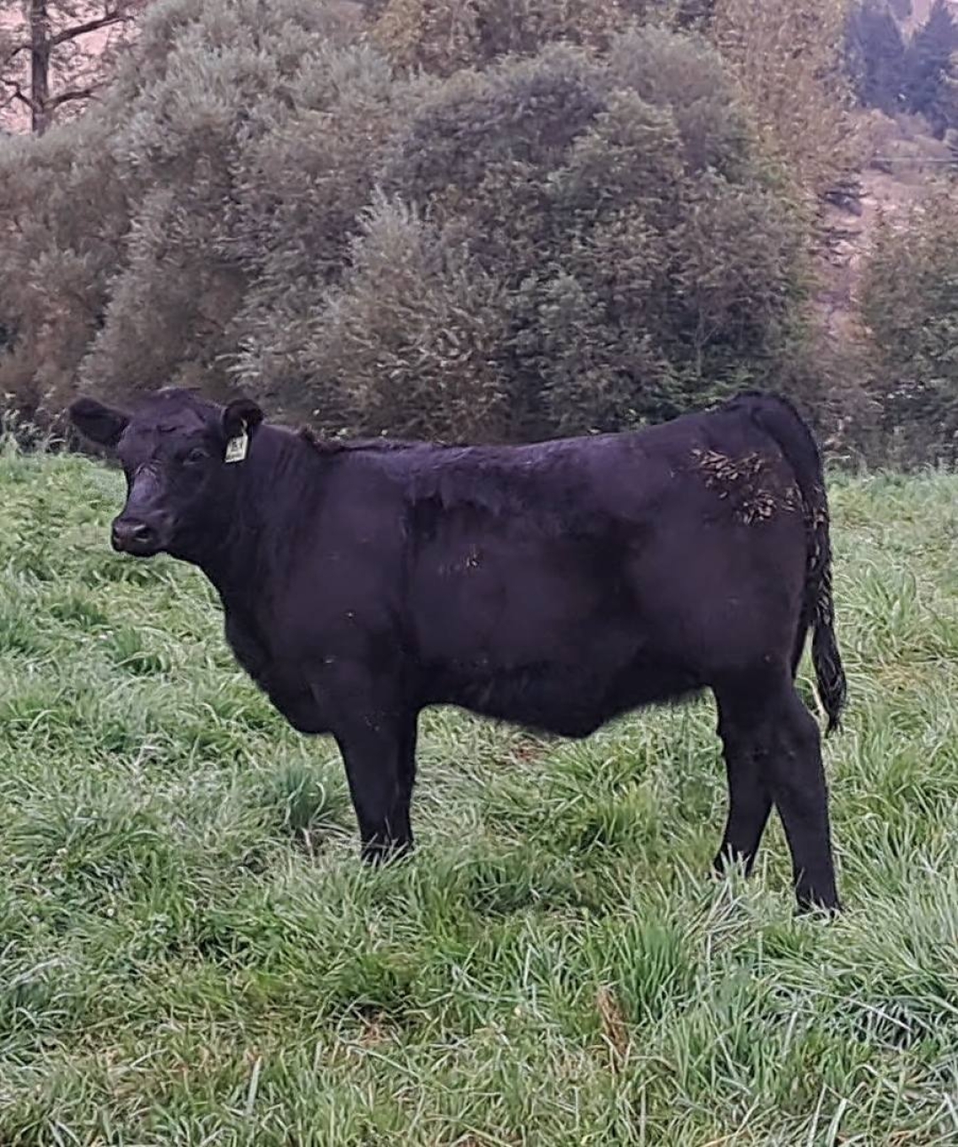 BC Livestock Sale Image