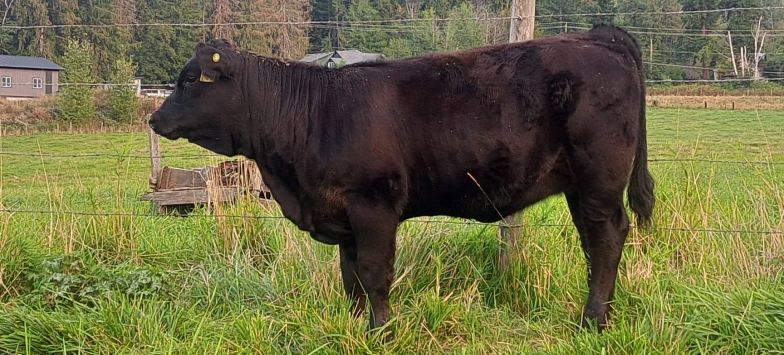 BC Livestock Sale Image