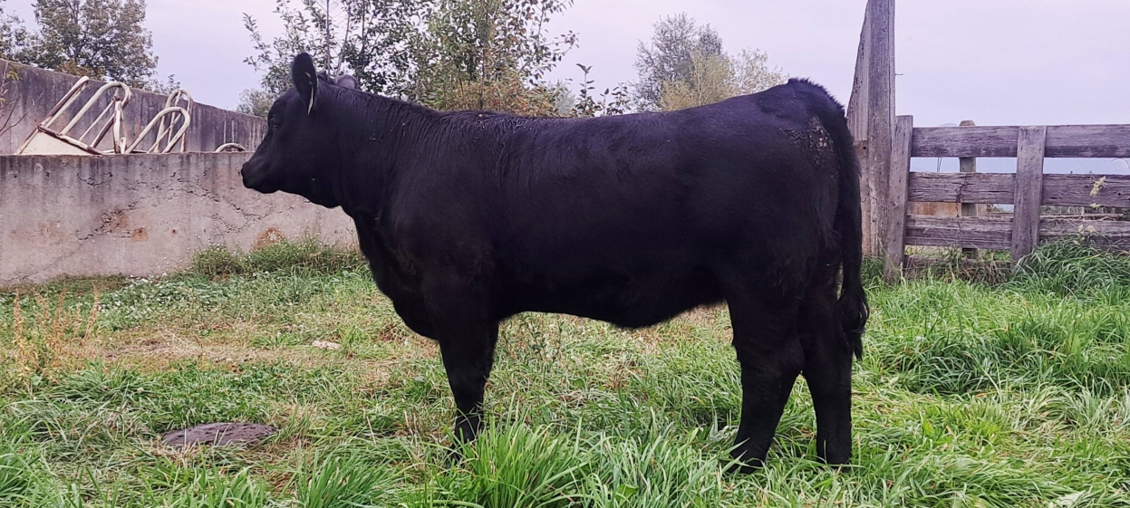 BC Livestock Sale Image