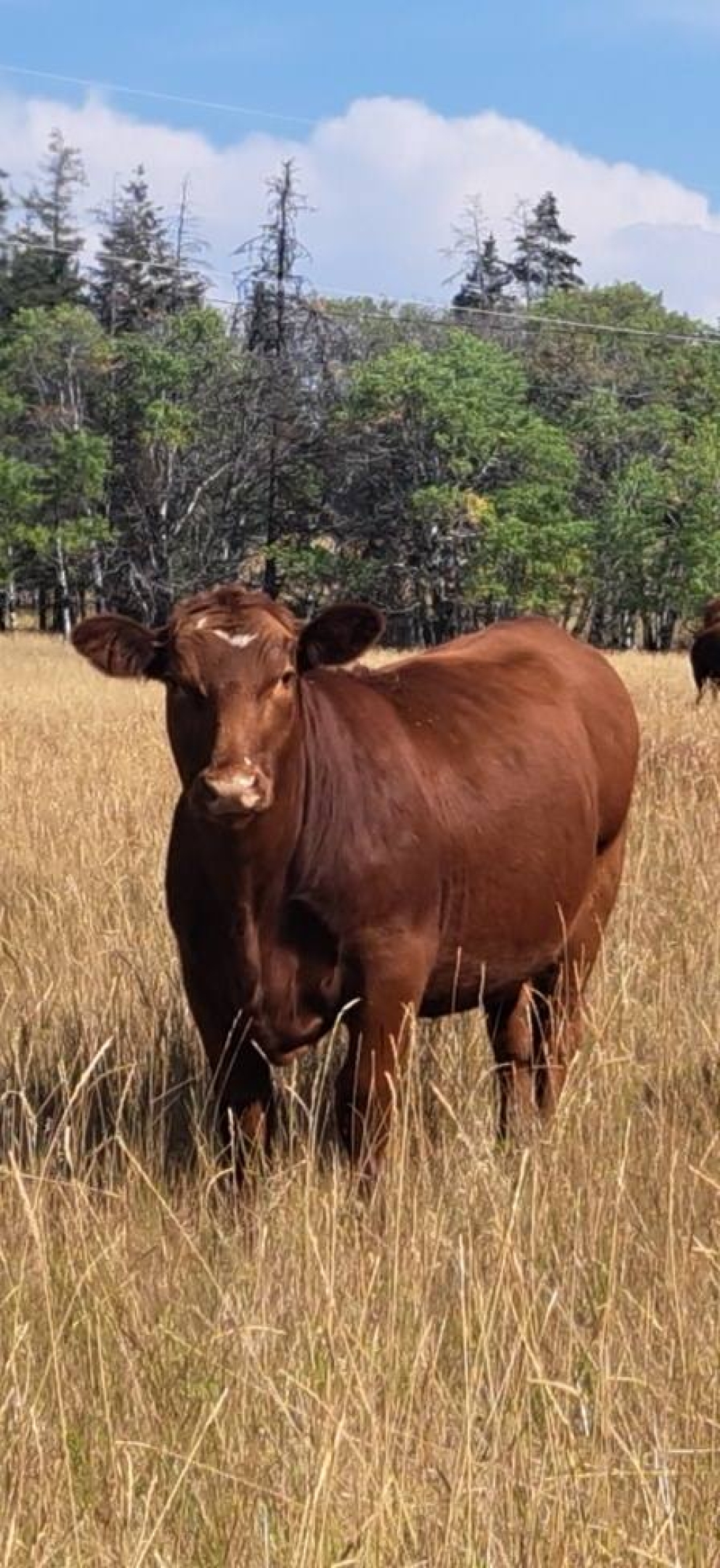 BC Livestock Sale Image