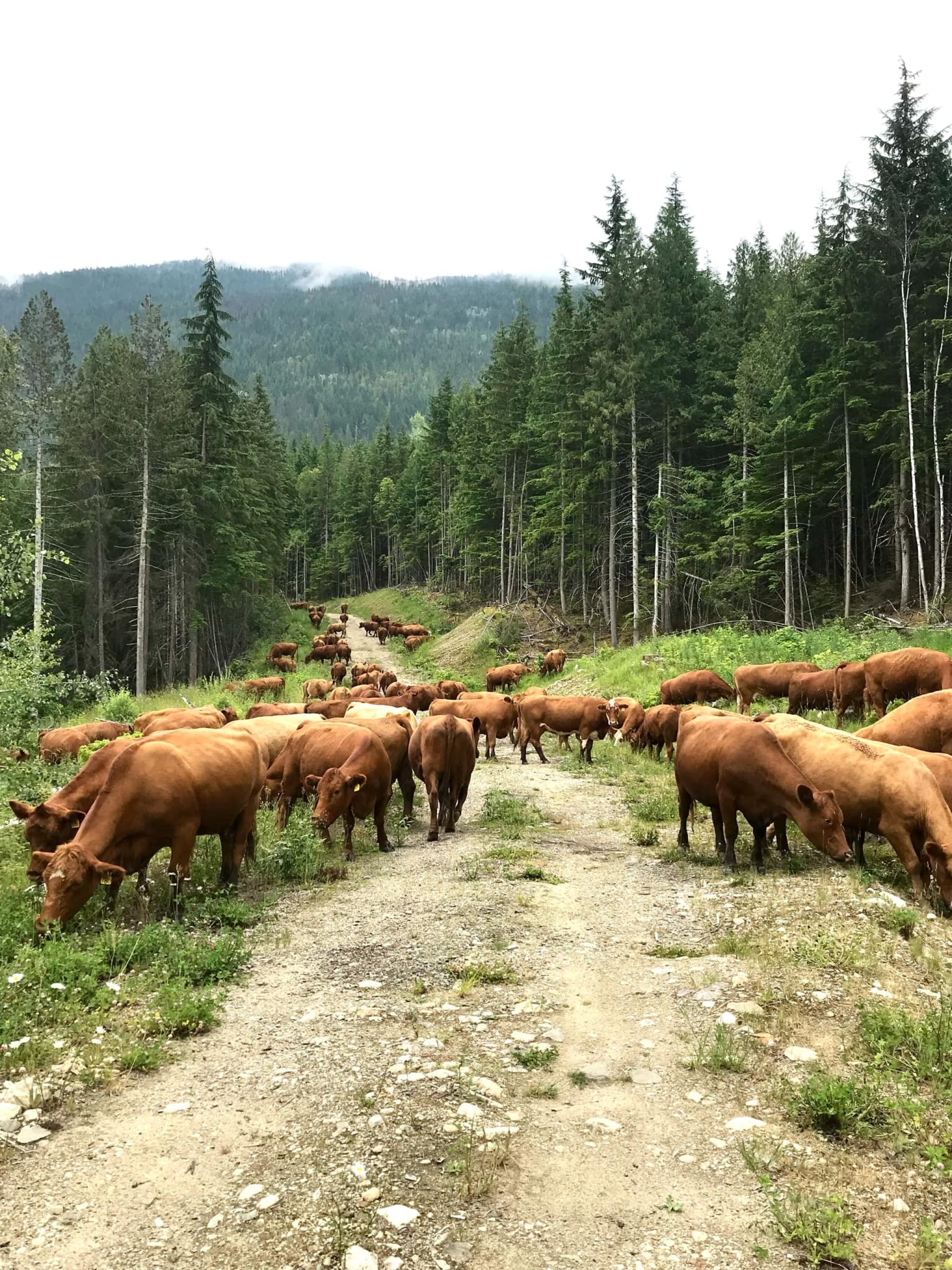 BC Livestock Sale Image