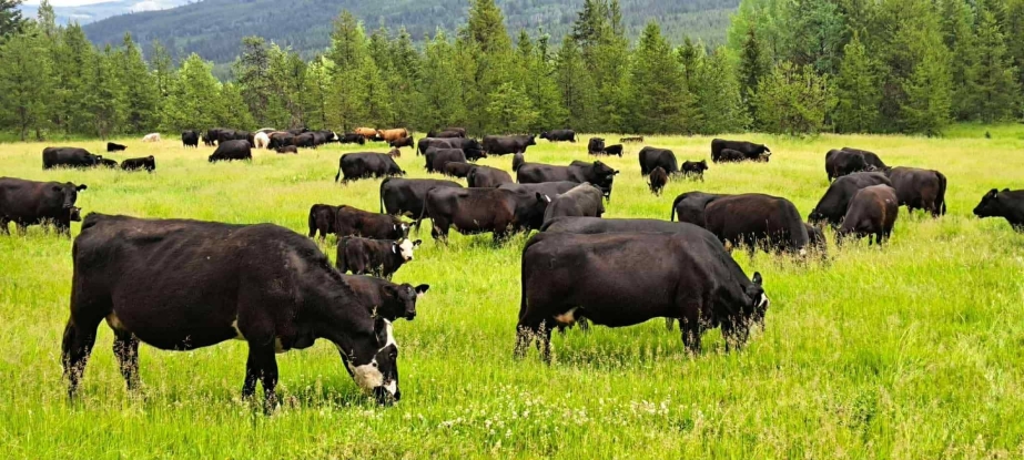 BC Livestock Sale Image