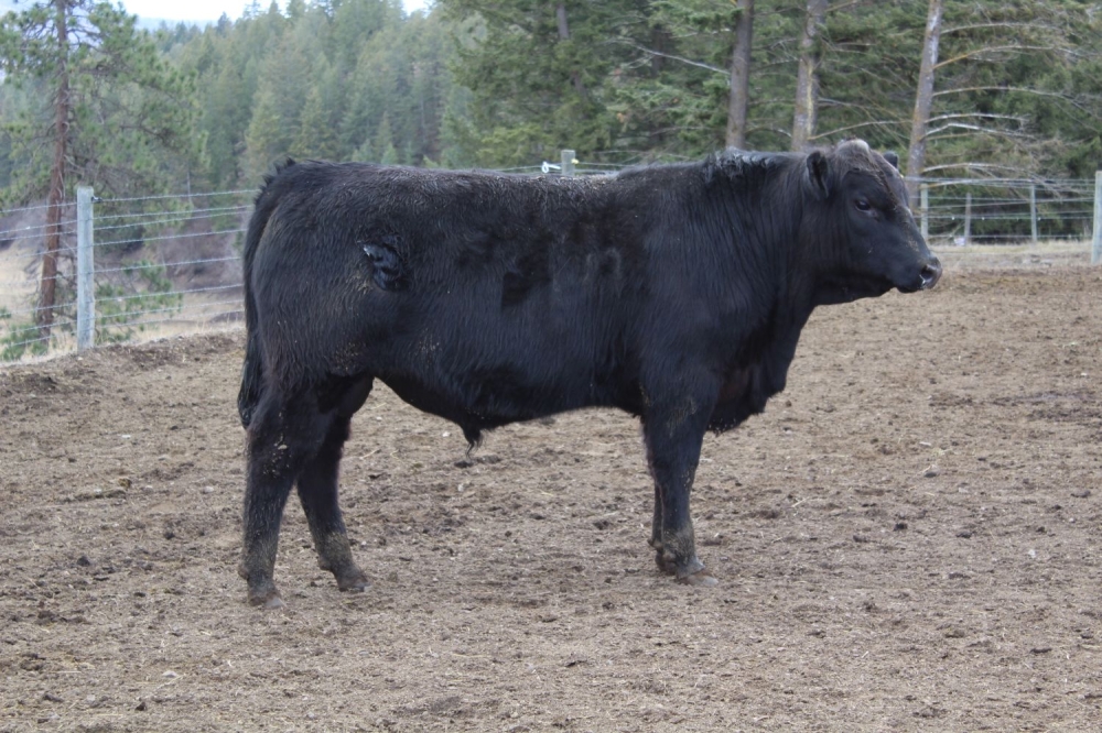 BC Livestock Sale Image