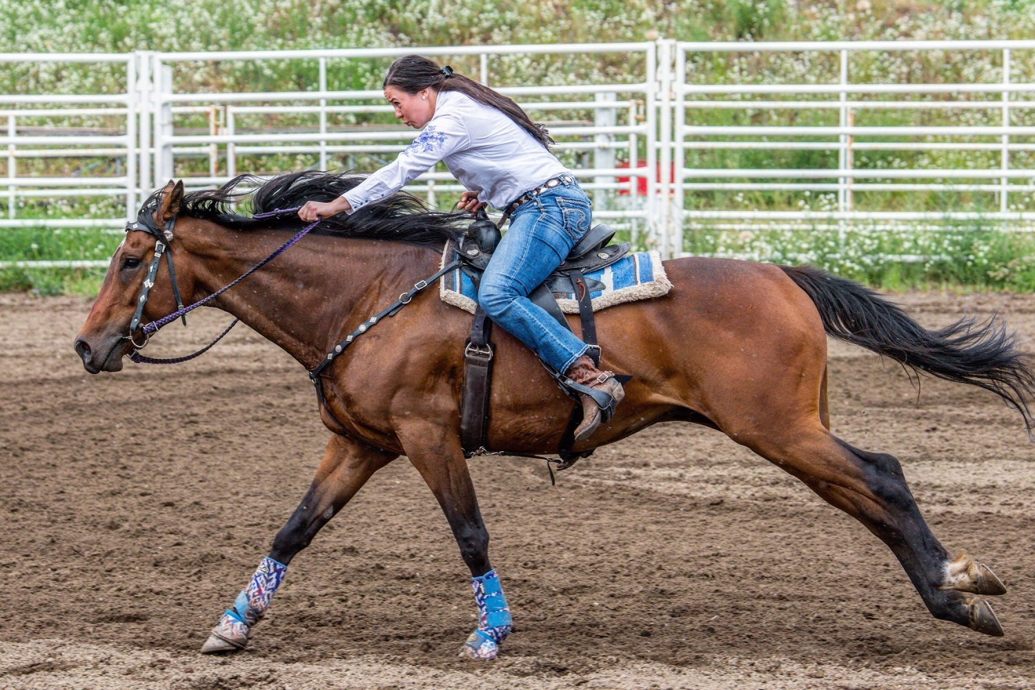 BC Livestock Sale Image