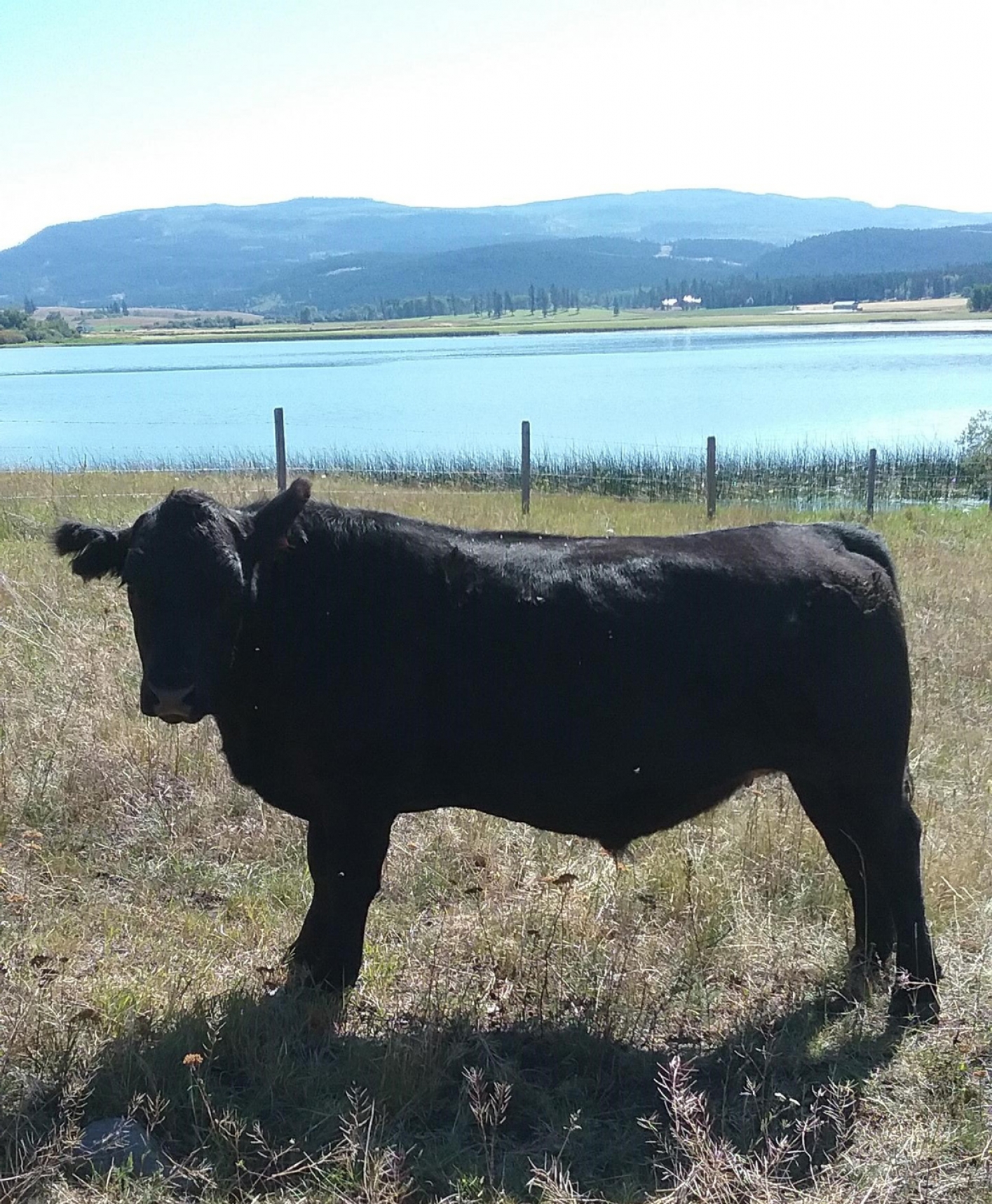 BC Livestock Sale Image