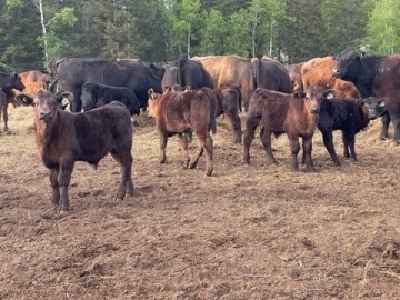 BC Livestock Sale Image