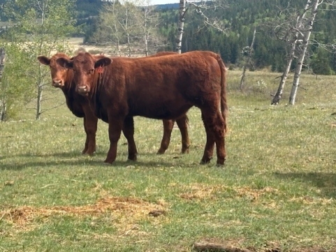 BC Livestock Sale Image