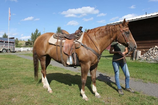 BC Livestock Sale Image