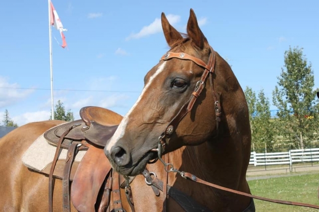 BC Livestock Sale Image