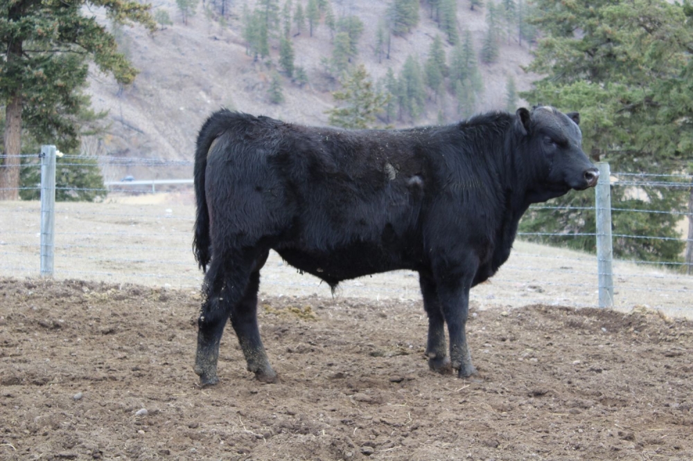 BC Livestock Sale Image