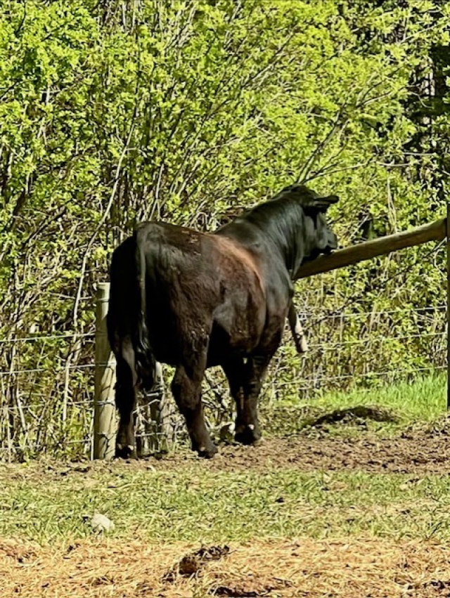 BC Livestock Sale Image