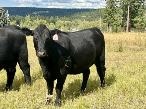BC Livestock Sale Image