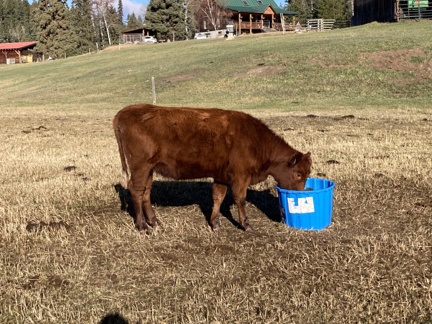BC Livestock Sale Image