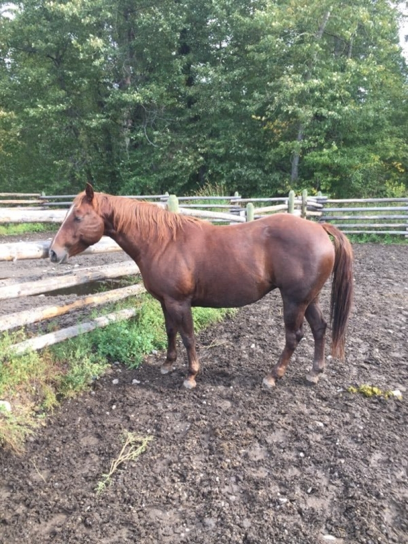 BC Livestock Sale Image