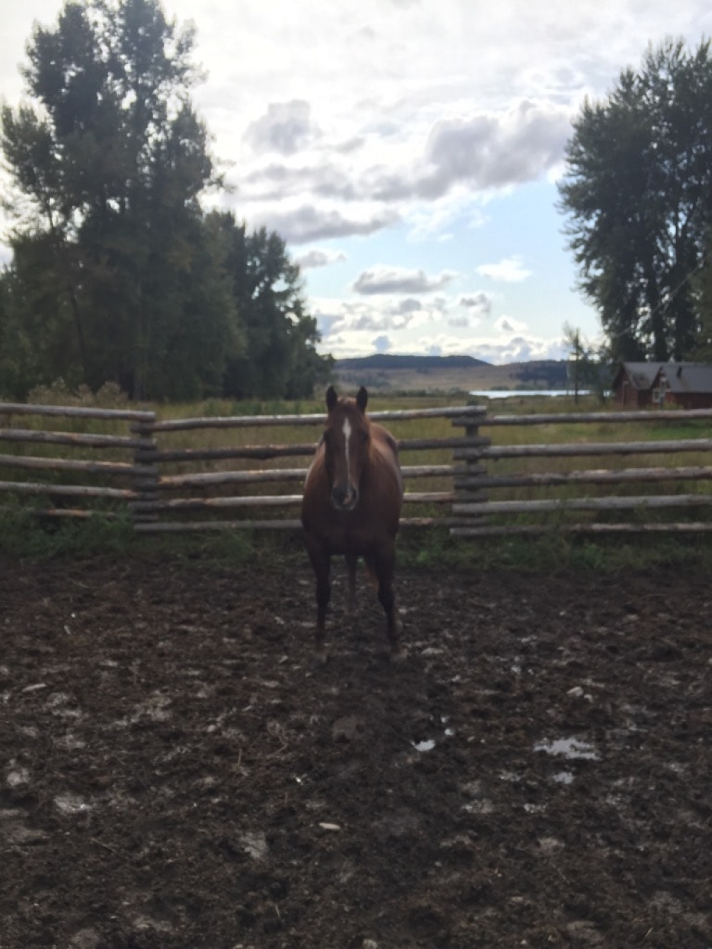 BC Livestock Sale Image