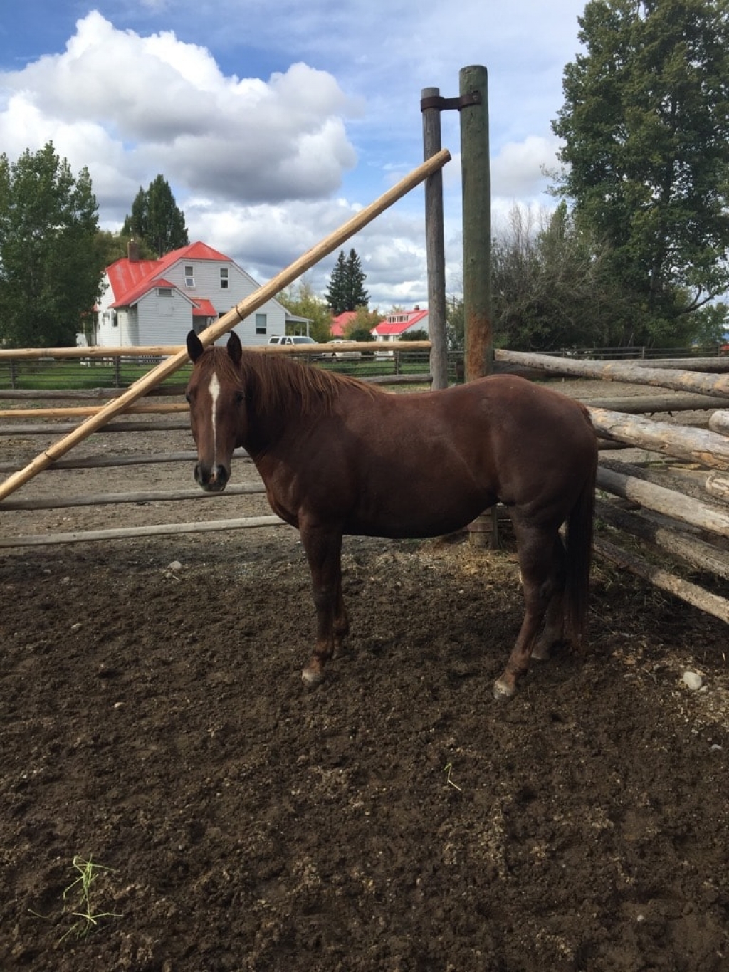 BC Livestock Sale Image