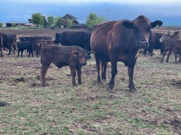 BC Livestock Sale Image