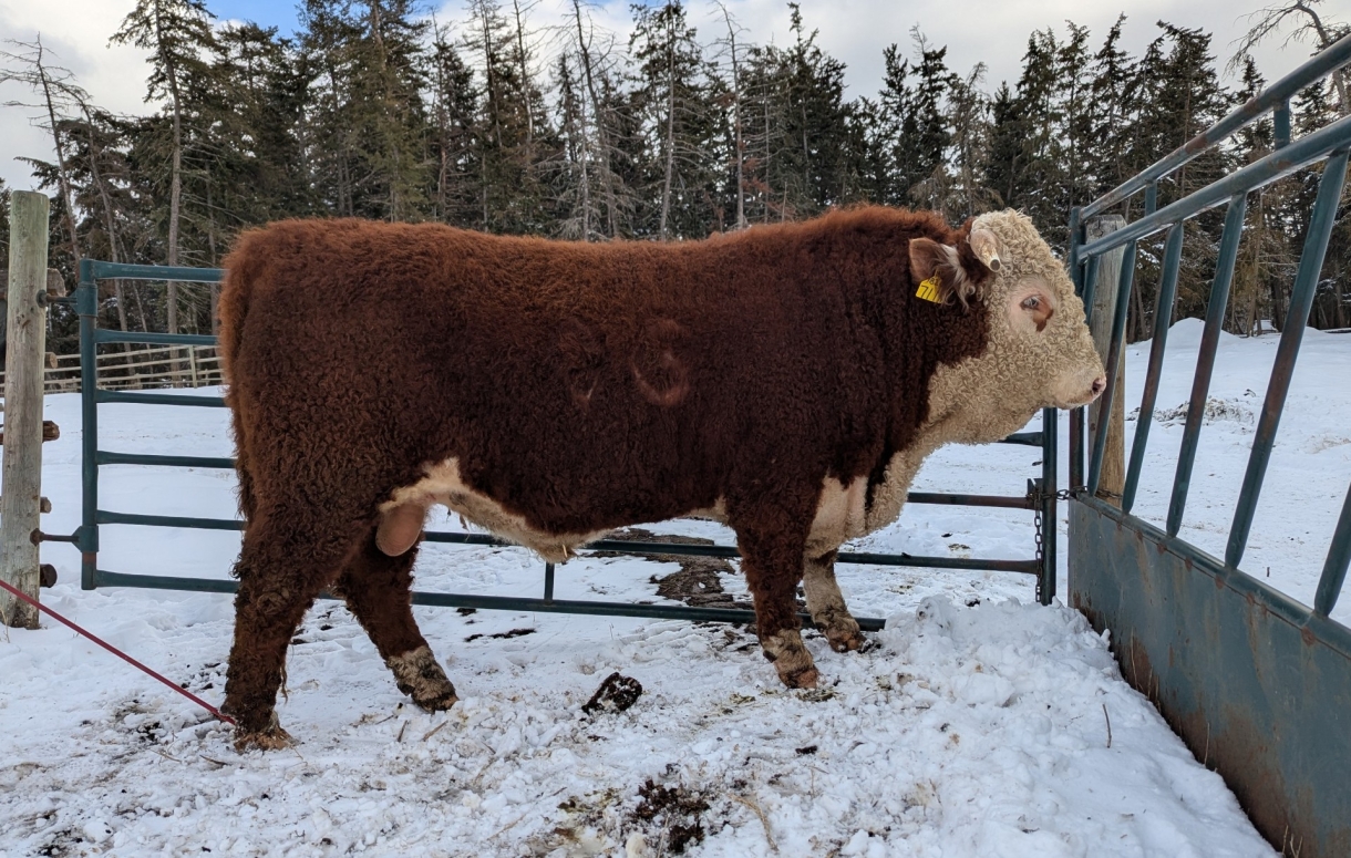 BC Livestock Sale Image