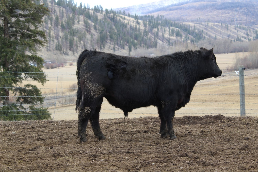 BC Livestock Sale Image