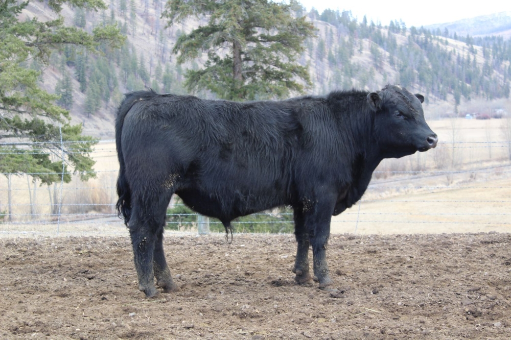 BC Livestock Sale Image