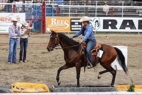 BC Livestock Sale Image