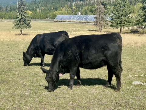 BC Livestock Sale Image