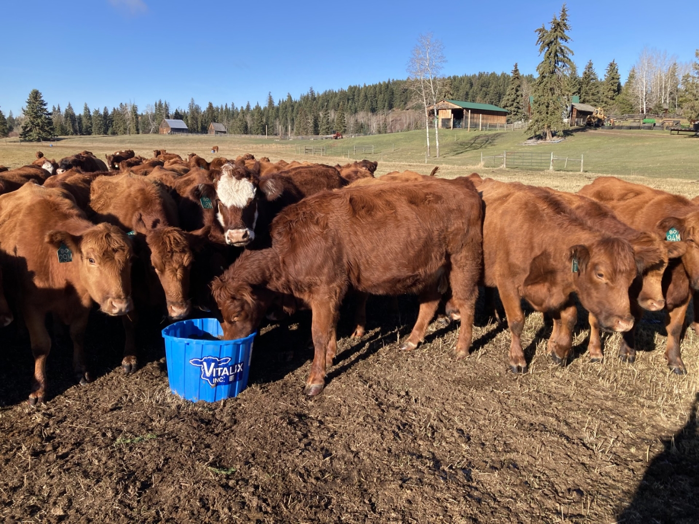 BC Livestock Sale Image