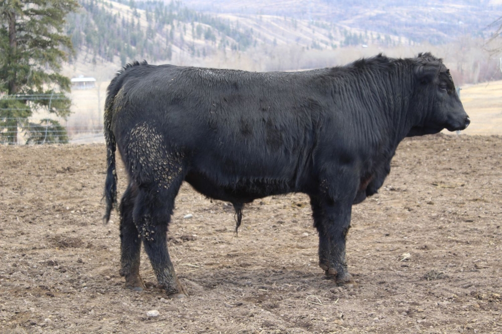 BC Livestock Sale Image