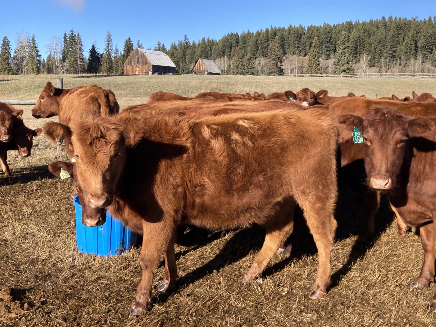 BC Livestock Sale Image