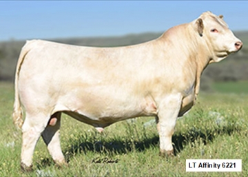 BC Livestock Sale Image
