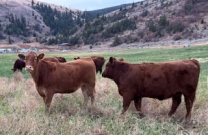 BC Livestock Sale Image