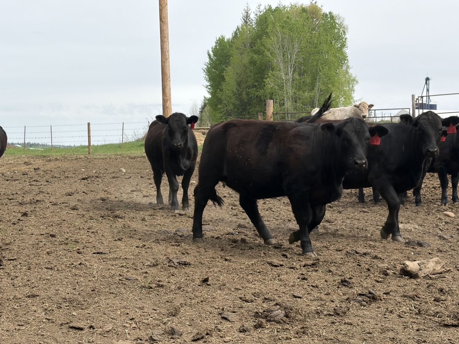 BC Livestock Sale Image