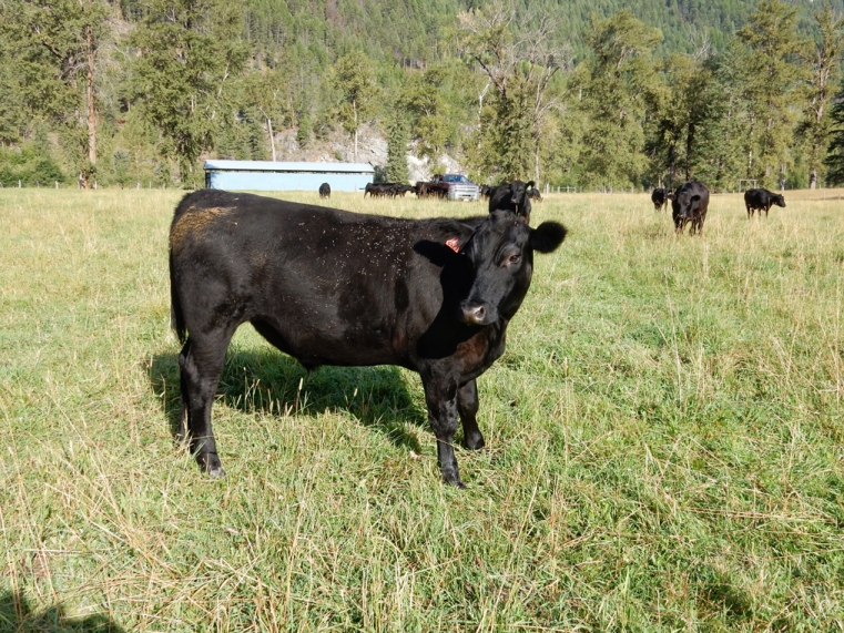BC Livestock Sale Image