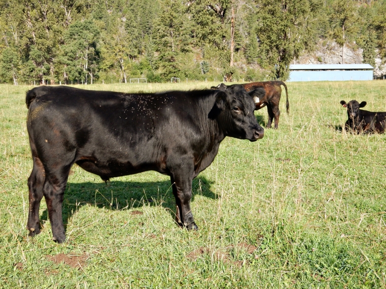 BC Livestock Sale Image
