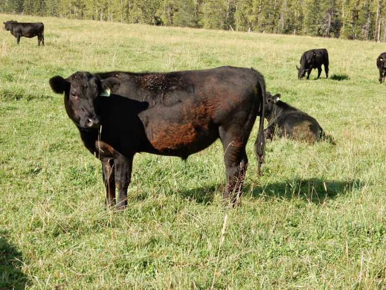 BC Livestock Sale Image