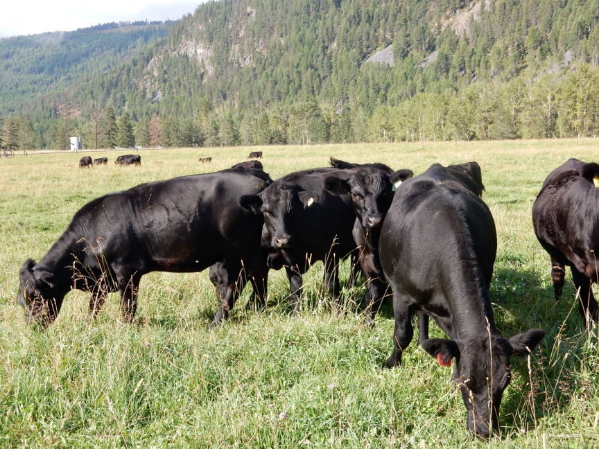 BC Livestock Sale Image