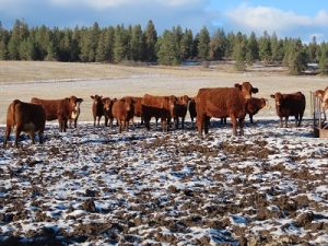 BC Livestock Sale Image