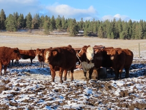 BC Livestock Sale Image