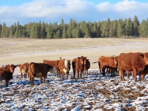 BC Livestock Sale Image