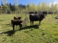 BC Livestock Sale Image