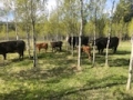 BC Livestock Sale Image