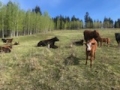 BC Livestock Sale Image