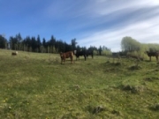 BC Livestock Sale Image