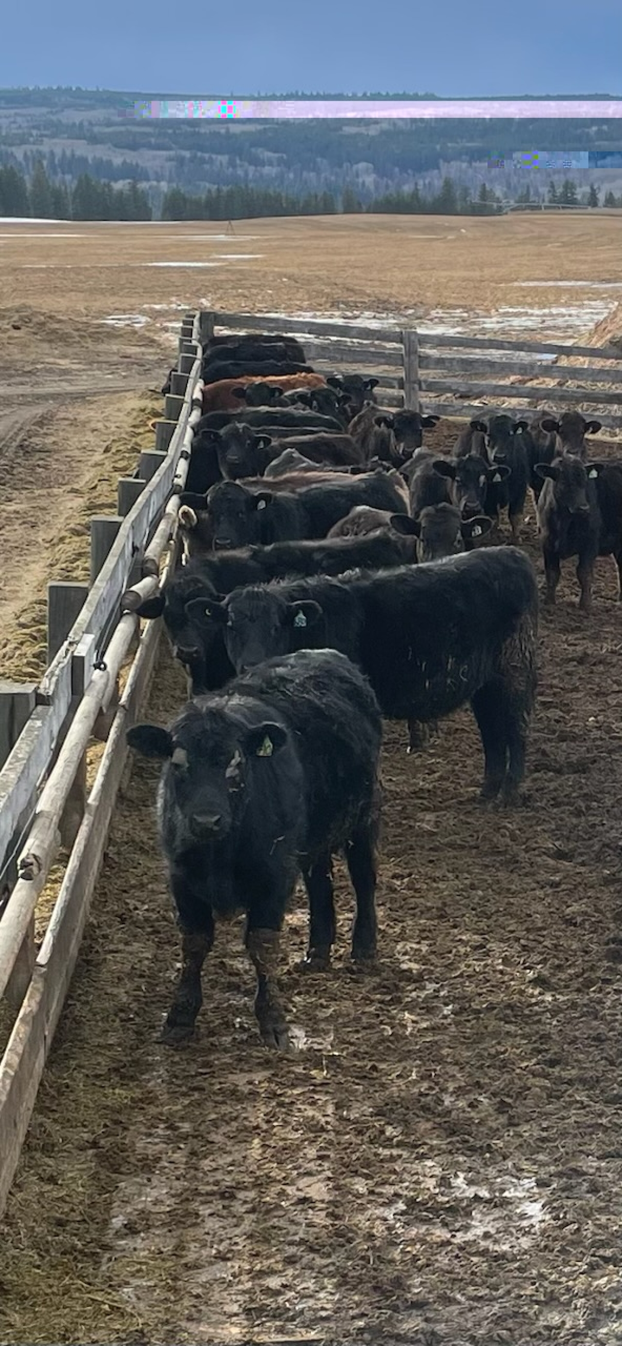 BC Livestock Sale Image