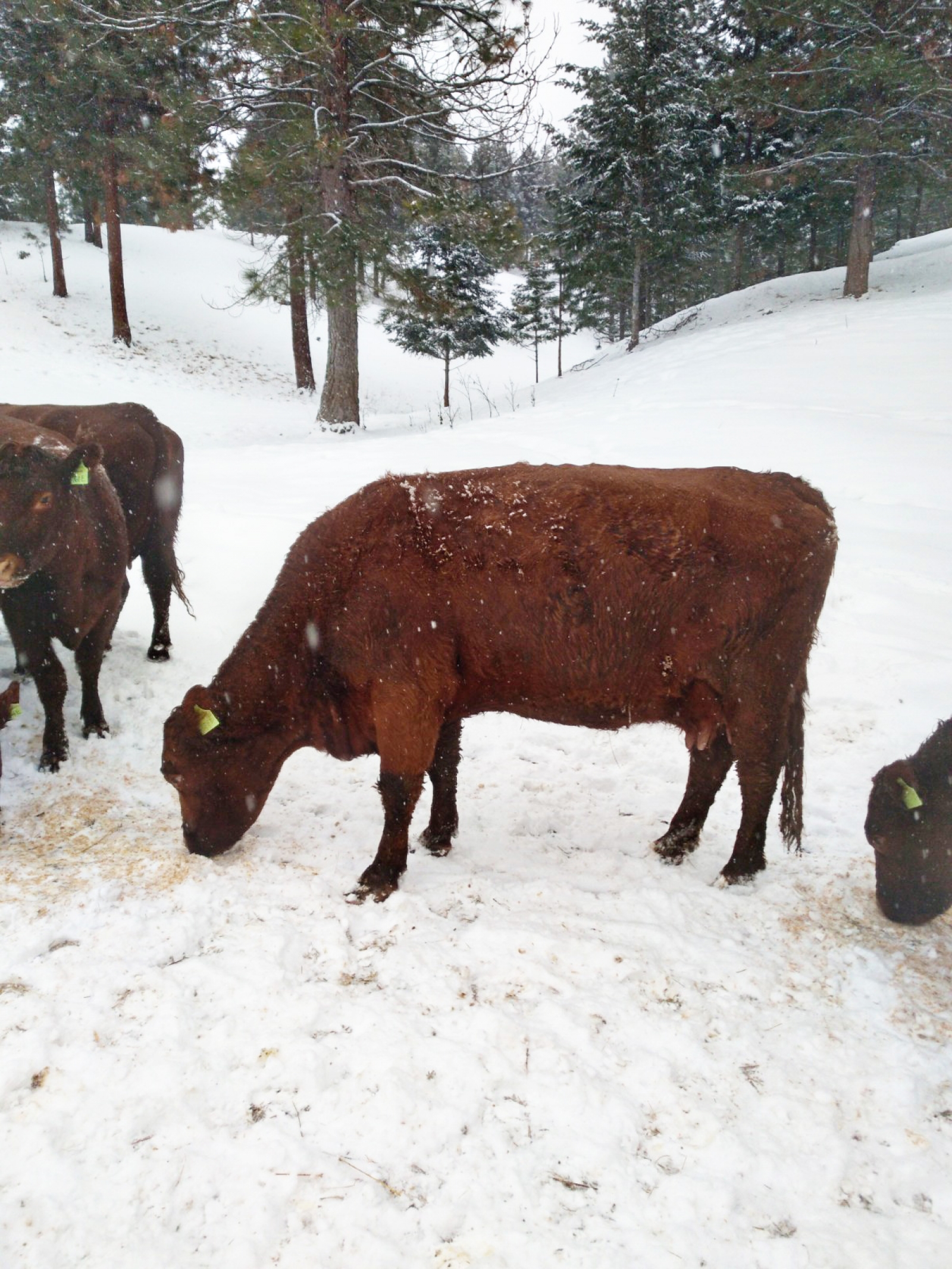 BC Livestock Sale Image