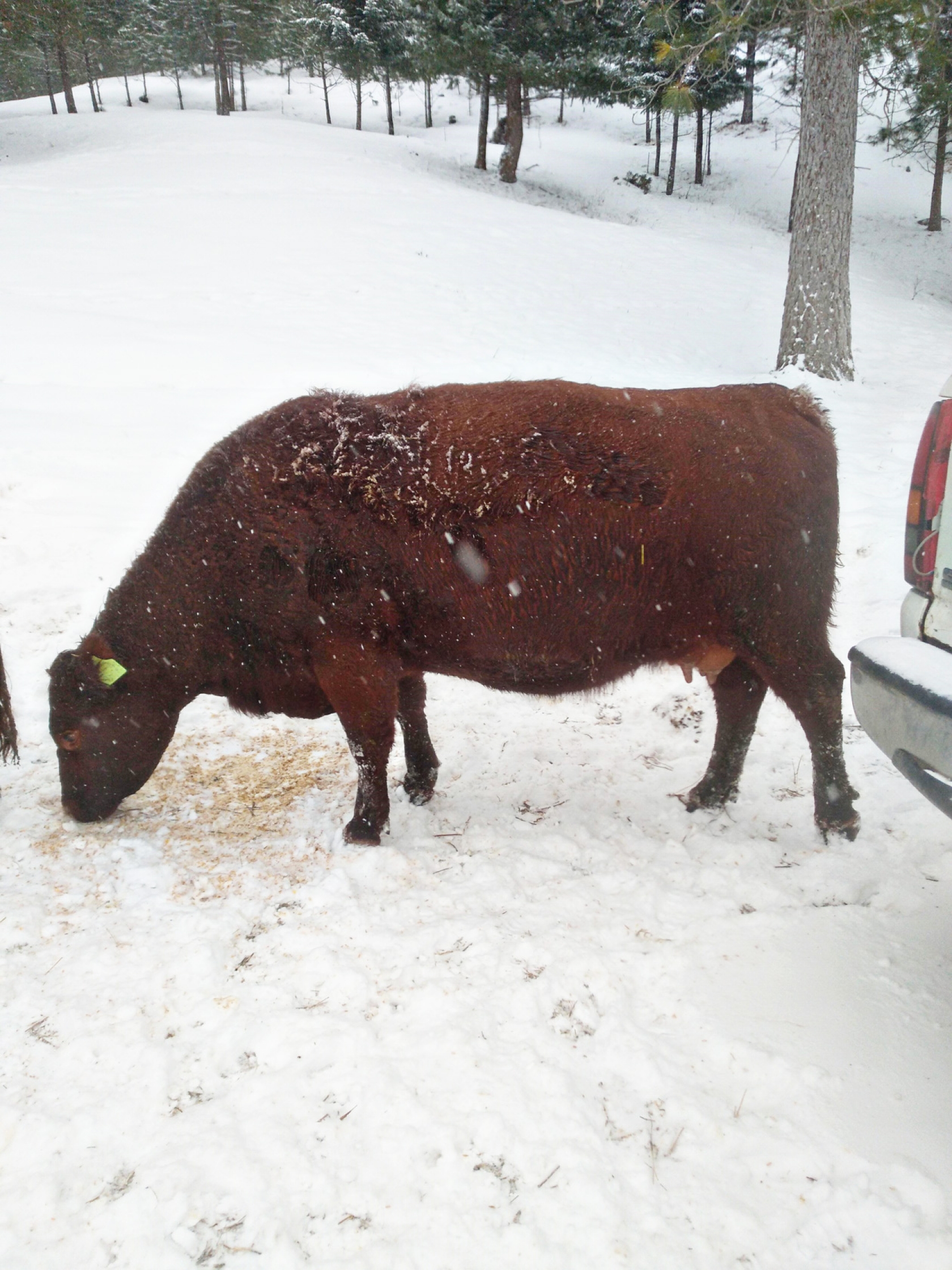 BC Livestock Sale Image