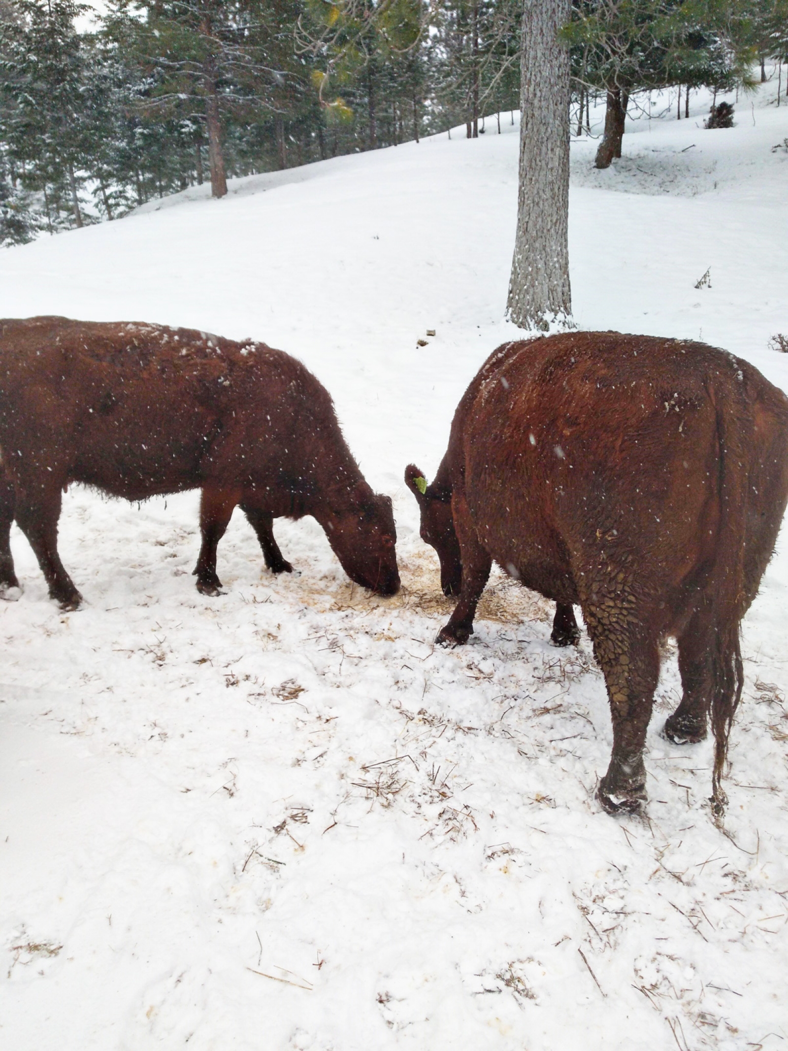BC Livestock Sale Image