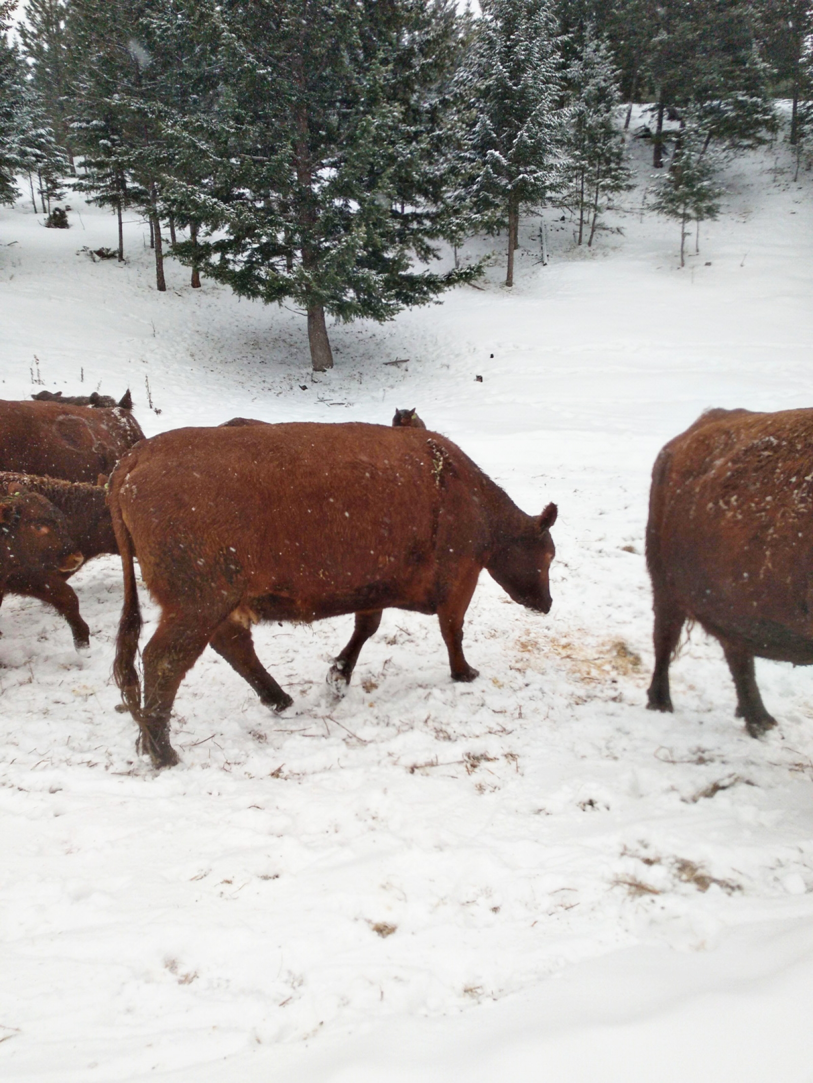 BC Livestock Sale Image