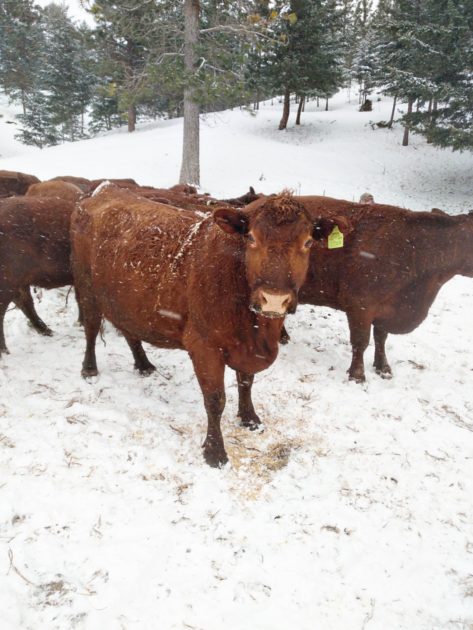 BC Livestock Sale Image