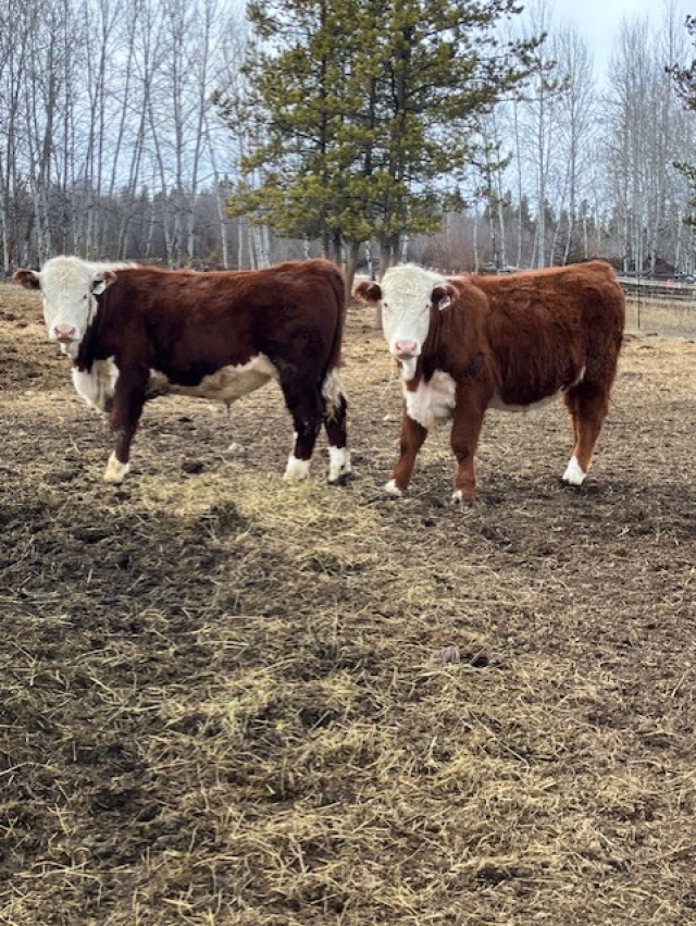 BC Livestock Sale Image